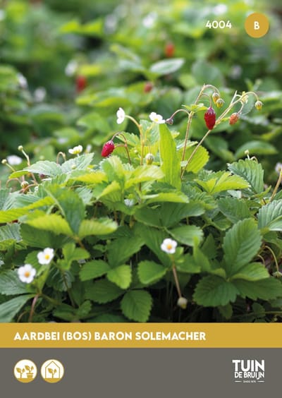 Bosaardbei Zaden Baron Solemacher – Doordragende Aardbei om Zelf te Zaaien – Geschikt voor Moestuin, Balkon of Pot – ±540 Zaden - Tuin de Bruijn® zaden