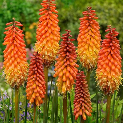 3 x Kniphofia 'Alcazar' - Vuurpijl pot 9x9cm