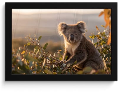 Poster in lijst - Fotolijst 30x20 cm - Posters - Koala - Bladeren - Ochtendlicht - Posterlijst zwart - Decoratie - Wanddecoratie woonkamer - Muurdecoratie slaapkamer