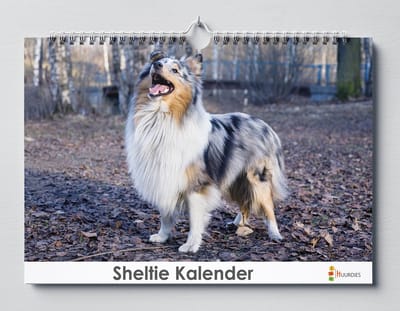 Sheltie kalender 35x24 cm | Verjaardagskalender Sheltie | Hondenras Sheltie | Verjaardagskalender Volwassenen