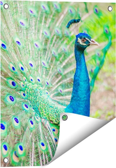 Gards Tuinposter Pauw met Kleurrijke Veren - 40x50 cm - Tuindoek - Tuindecoratie - Wanddecoratie buiten - Tuinschilderij