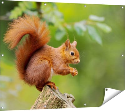 Gards Tuinposter Eekhoorn op een Boomstam in het Bos - 120x90 cm - Tuindoek - Tuindecoratie - Wanddecoratie buiten - Tuinschilderij