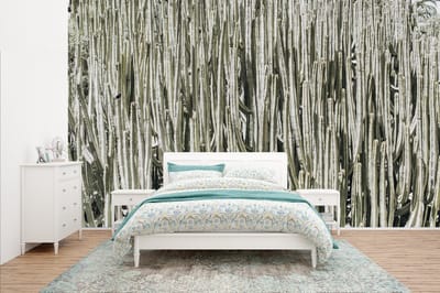 Behang - Fotobehang Cactus - Natuur - Vetplanten - Breedte 400 cm x hoogte 240 cm
