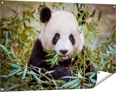 Gards Tuinposter Panda Eet Planten - 120x80 cm - Tuindoek - Tuindecoratie - Wanddecoratie buiten - Tuinschilderij