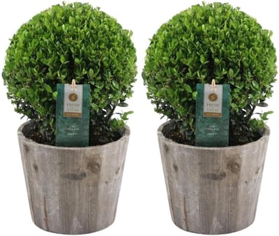 Set van 2 Bolvormige Japanse Hulst (Ilex crenata) in Houten Pot - Wintergroene Buxusvervanger - 20 cm