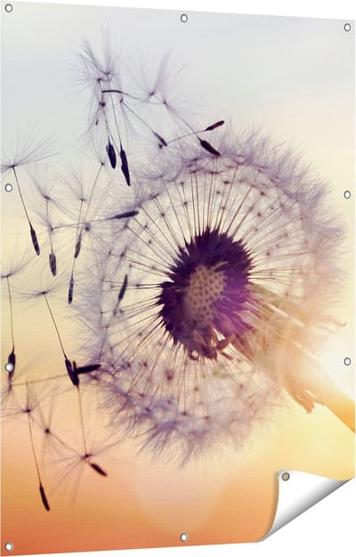 Gards Tuinposter Paardenbloem tijdens Zonsondergang - 90x120 cm - Tuindoek - Tuindecoratie - Wanddecoratie buiten - Tuinschilderij