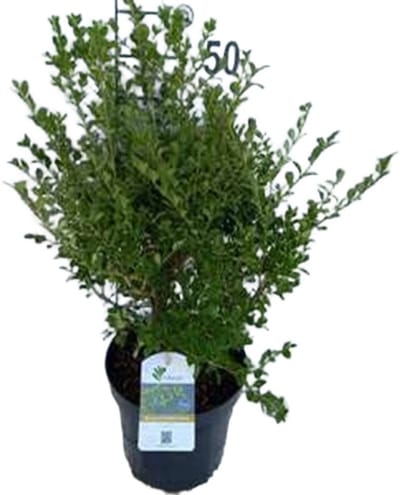 Betterbuxus 'Babylon Beauty' – 30-40cm – Wintergroene Heester – Compacte Groei – Meerjarig & Schimmelresistent – Ideaal voor Hagen & Borders