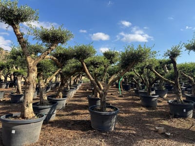 Sunny Tree - Winterharde Olijfboom Olea Europaea - Pom Pon – Bolvorm - 50 Jaar – 230 cm - Voor Buiten – Mediterrane Tuinplant – Vorstbestendig tot -18°C