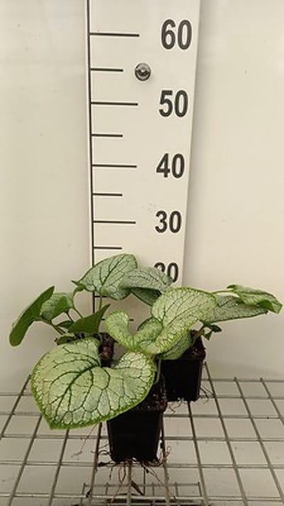6x Kaukasische vergeet-mij-nietje - Brunnera macr. 'Silver Heart'® | 9x9 cm pot