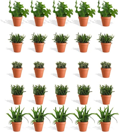 DutchLeafs Rhipsalis Mix Mini Vetplanten in Terracotta Bloempot - 20 Stuks - Kwekerspot 5,5 cm - Hoogte 8-15 cm - Mini Succulenten - Kamerplanten