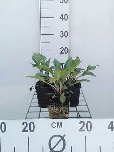 6x Zonnehoed - Echinacea purp. J.s.roho' | pot 9 x 9 cm