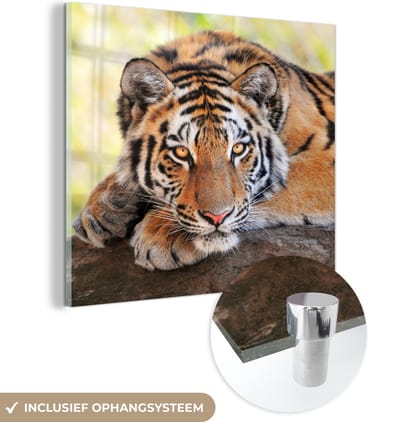 MuchoWow® Glasschilderij 50x50 cm - Schilderij acrylglas - Tijger - Pup - Boomstam - Foto op glas - Schilderijen