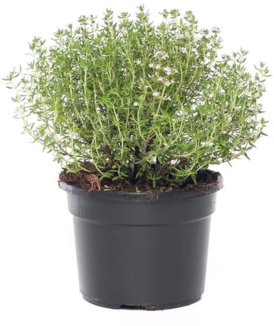 JUNAVERA Tijm (Thymus vulgaris) | 10 cm pot | ca. 10–15 cm hoog | Geurig keukenkruid voor tuin, balkon en terras