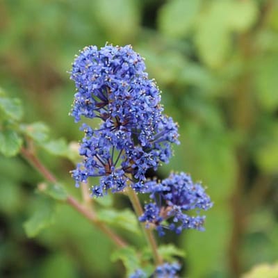 Ceanothus 'Burkwoodii' - Amerikaanse Sering 30-40 cm in pot