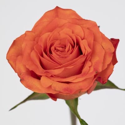 20x Rosa orange wave 60cm