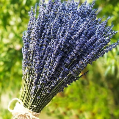 Drogen Lavendel Bloemenboeketten 400+ Stelen (40cm - 45cm) voor Thuisdecoratie, Ambachten, Geschenken en Bruiloften