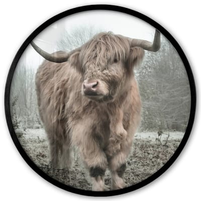 Poster in lijst Rond - Fotolijst 40x40 cm - Posters - Schotse hooglander - Natuur - Herfst - Dieren - Wild - Bos - Ronde posterlijst zwart - Decoratie - Wanddecoratie woonkamer - Muurdecoratie slaapkamer