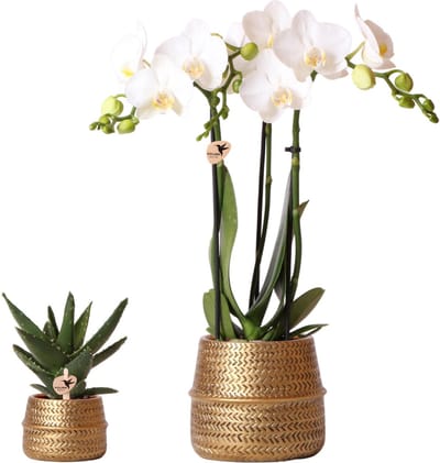 Kolibri Company - Planten set Groove goud | Set met witte Phalaenopsis orchidee Amabilis Ø9cm en groene plant Succulent Crassula Ovata Ø6cm | incl. gouden keramieken sierpotten