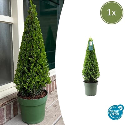 Tuinplantenshop.com | Ilex piramide - Ø22cm - 45-55cm hoog - Tuinplant