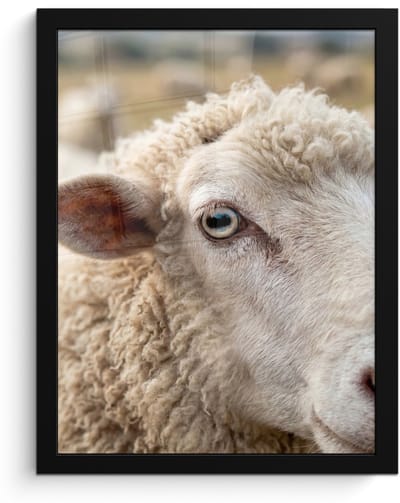Poster in lijst - Fotolijst 30x40 cm - Posters - Schaap - Oog - Wit - Posterlijst zwart - Decoratie - Wanddecoratie woonkamer - Muurdecoratie slaapkamer
