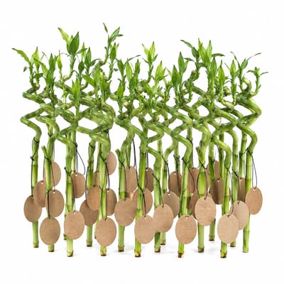 vdvelde.com - Lucky Bamboo Set van 30 met Kaartjes - Dracaena Sanderiana Geluksbamboe - Gastcadeau voor Bruiloft en Event - 40-45cm