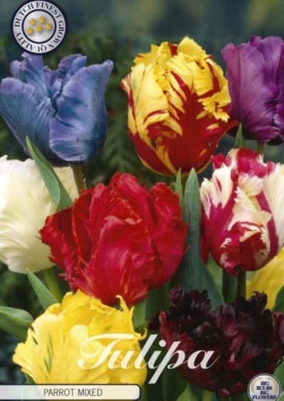 Parkiet Mixed Parrot Tulpenbollen 7 stuks bolmaat 12+