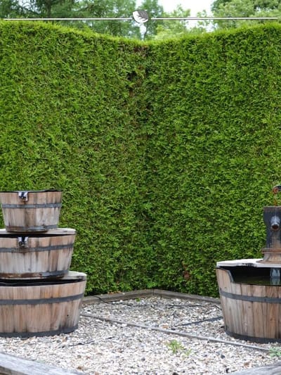 Westerse Levensboom Thuja Brabant 180-200 cm, 8x Haagplant