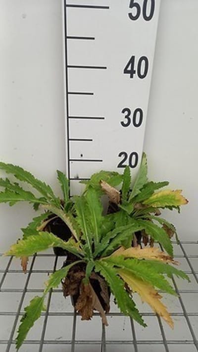 6x Papaver - Papaver or. 'Beauty of Livermere' | 9x9 cm pot