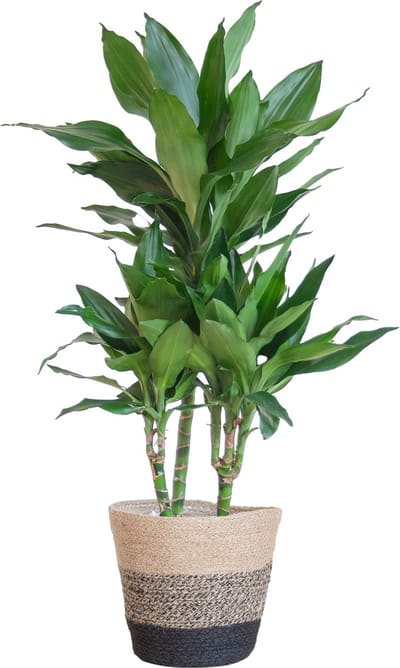 Green Harmony | Dracaena Janet Lindt met Mand Lissabon zwart - 95cm - Ø21