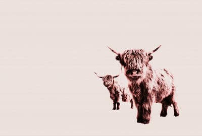 Fotobehang HighlandCows DD119829 A.S. Création ARTist Beige Creme Vlies 270 x 400 cm (4 delen) 3D Fotobehang