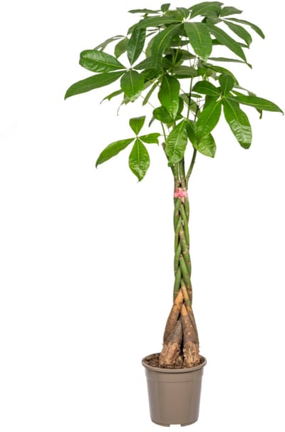 Plantenboetiek.nl | Pachira Aquatica - Ø24cm - 120-140cm hoog - Kamerplant - Groenblijvend