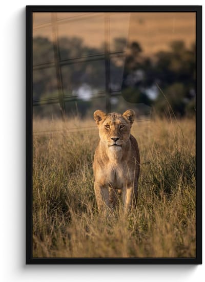 Poster in lijst - Fotolijst 60x90 cm - Posters - Leeuwin - Gras - Geel - Posterlijst zwart - Decoratie - Wanddecoratie woonkamer - Muurdecoratie slaapkamer