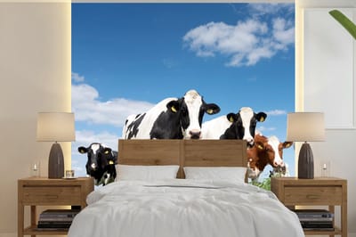 Behang - Fotobehang Koeien - Platteland - Weiland - Natuur - Dieren - Breedte 350 cm x hoogte 350 cm