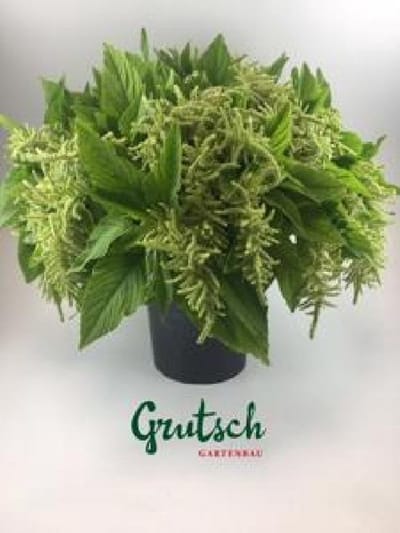 1x Amaran.hang - groen 50cm