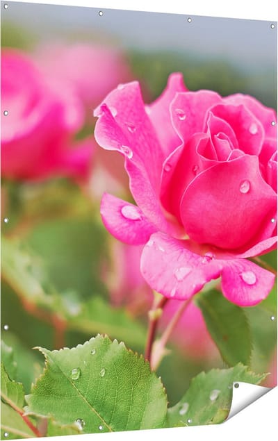 Gards Tuinposter Roze Roos met Waterdruppels - 120x160 cm - Tuindoek - Tuindecoratie - Wanddecoratie buiten - Tuinschilderij