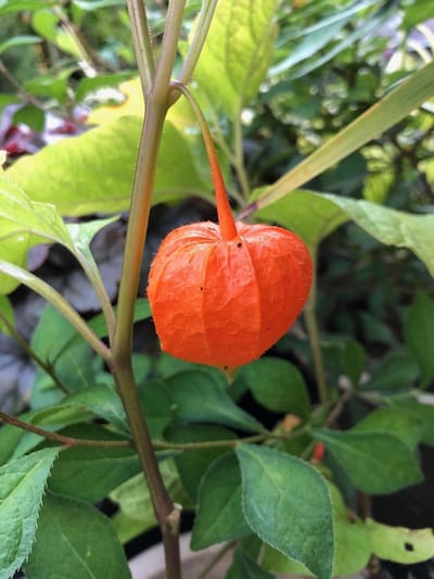 6 x Physalis alkekengi var. franchetii - Lampionplant - P9 Pot (9 x 9cm) - Dima Vaste Planten