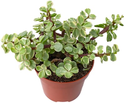 JUNAVERA Portulaca variegata terrariumplant | bonte vetplant | 5 cm pot | 18 cm hoog