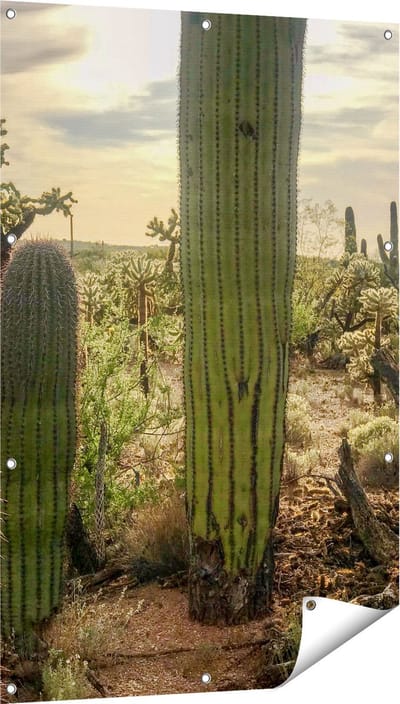 Gards Tuinposter Cactus Planten in het Wild - 80x120 cm - Tuindoek - Tuindecoratie - Wanddecoratie buiten - Tuinschilderij