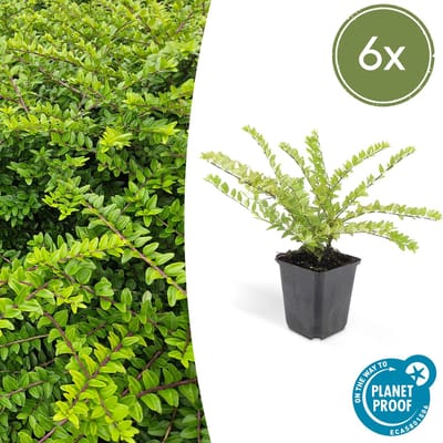 Tuinplantenshop.com | Lonicera nit. 'Maigrün' | 6 stuks - Ø9cm - 10-25cm hoog - Tuinplant - Multideal