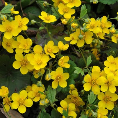 Goudaardbei (Waldsteinia Ternata) - - Vaste planten - Bijen-Vlinders - Groenblijvend - Bodembedekkers - Voorjaarsbollen - bloeit in April / Mei
