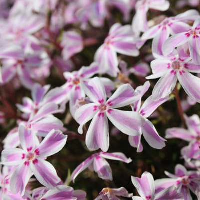 Kussenphlox (Phlox subulata) - Kruipende Vlambloem Candy Stripes - Vaste planten - Bijen-Vlinders - Geurend - Bodembedekkers - Voorjaarsbollen