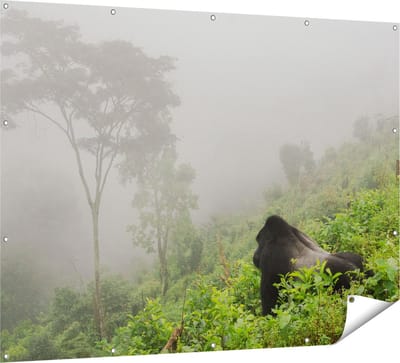 Gards Tuinposter Gorilla in het Woud tijdens de Mist - 160x120 cm - Tuindoek - Tuindecoratie - Wanddecoratie buiten - Tuinschilderij