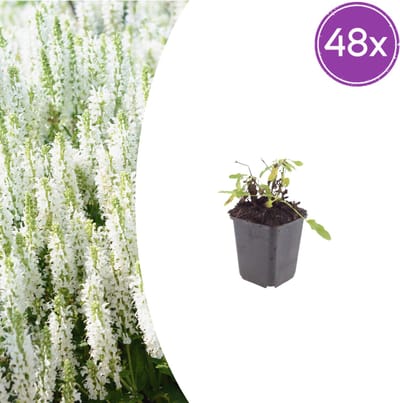 Tuinplantenshop.com | Salvia n. 'Schneehugel' | 48 stuks - Ø9cm - 10-25cm hoog - Tuinplant