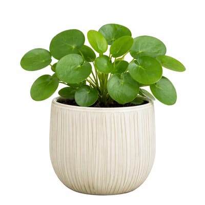 Mica Decorations Plantenpot - keramiek - wit glans / ribbels - D21 x H19 cm - bloempot Pablo