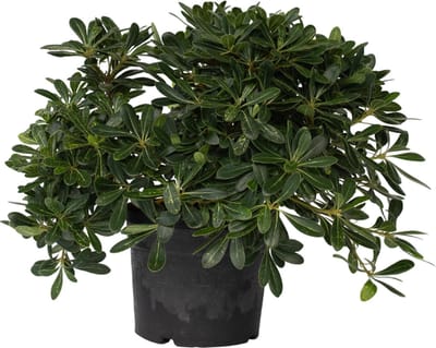 Plant in a Box - Pittosporum tobira nanum - Exotische bloeiende laurierstruik - Pot 19cm - Hoogte 30-40cm