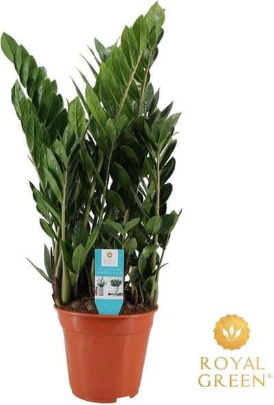 Plantenboetiek.nl | Zamioculcas - Ø21cm - 65-75cm hoog - Kamerplant - Groenblijvend