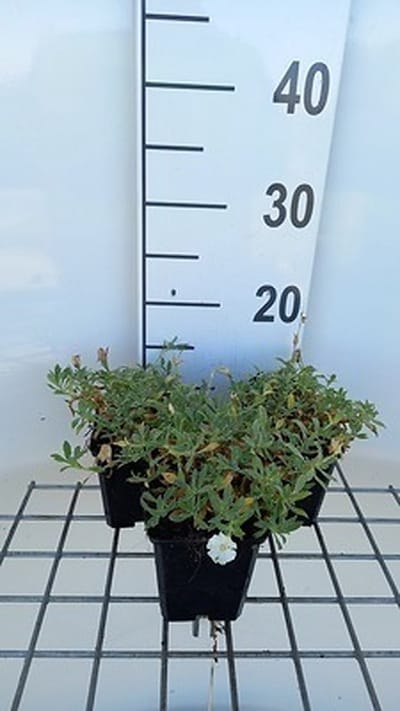 6x Silene - Silene mar. 'Weisskehlchen' | 9x9 cm pot