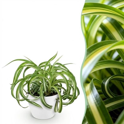 Plantenboetiek.nl | Chlorophytum comosum Bonnie - Krullende Graslelie - Huisdiervriendelijke Plant - Groen - met Potter Wit - Ø12cm - 20cm hoog - Kamerplant - Arrangement - Plant met pot