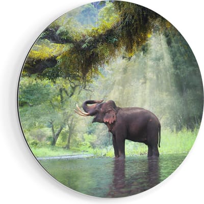 Artaza Dibond Muurcirkel Vrolijke Olifant In Het Water - Ø 40 cm - Klein - Wandcirkel - Rond Schilderij - Voor Binnen en Buiten