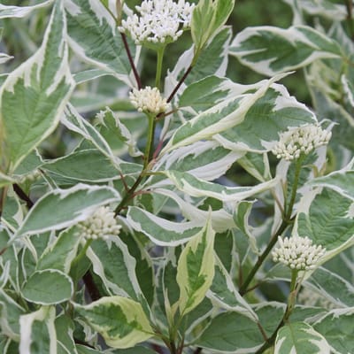 Cornus Alba 'Elegantissima' - Kornoelje 60-80 cm in pot